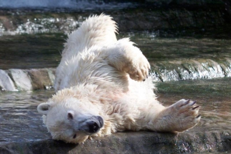 Fuertes críticas por el deterioro del Zoológico porteño tras la muerte del oso polar 