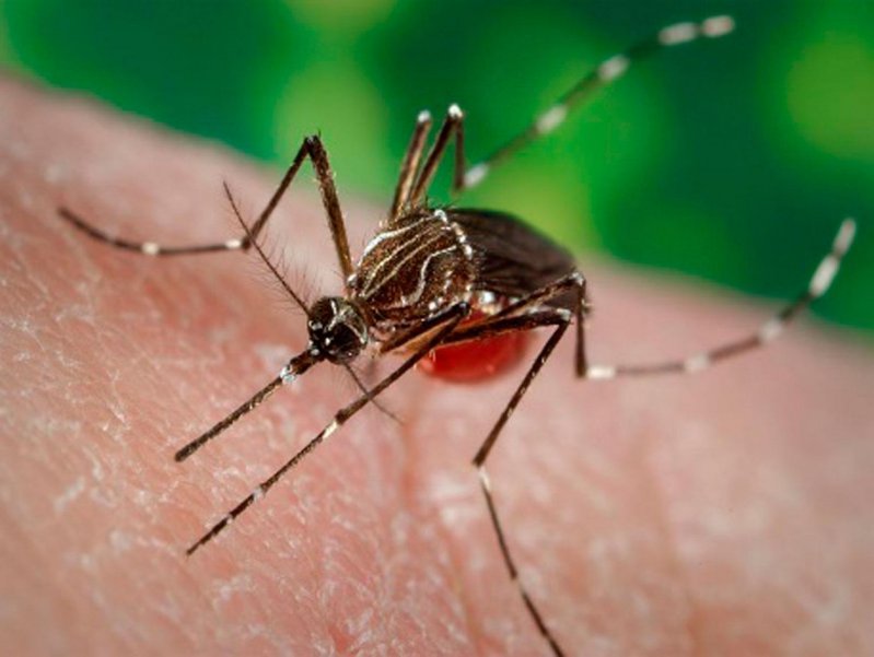 Hay 364 casos confirmados de dengue en la ciudad