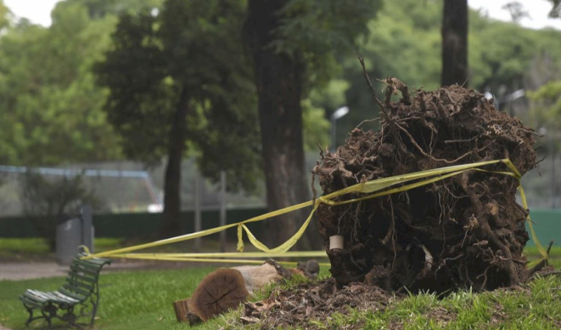 Polémica por la remoción de 45 árboles en el Parque Patricios